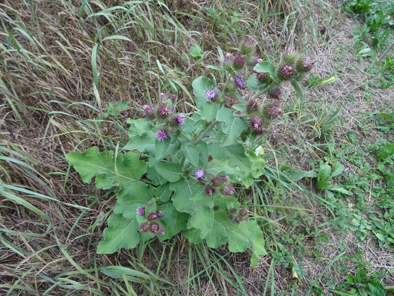 Arctium sp. - Asteraceae